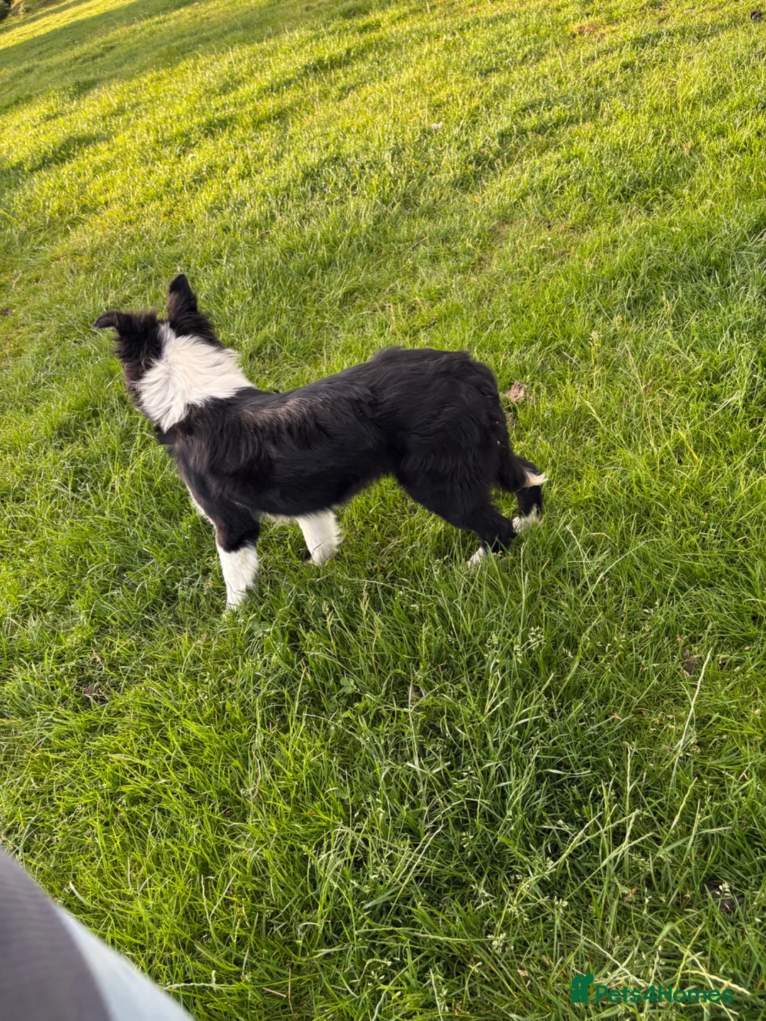 Border Collie dogs for sale: 7 month old ISDS registered bitch in Penrith - Advert 4