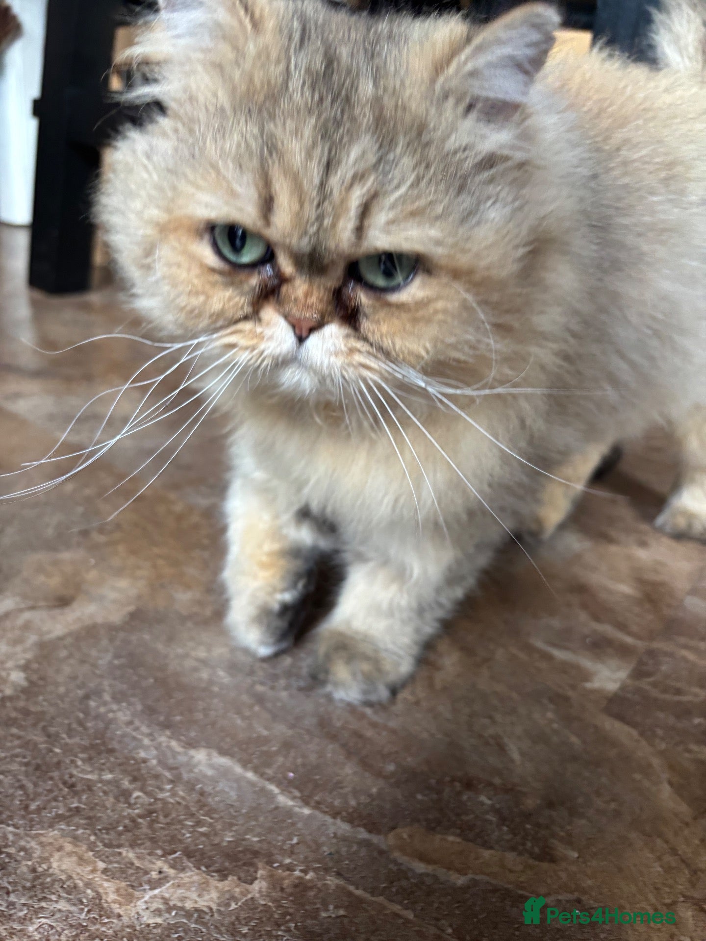 Persian cats Male Persian ginger cat - Advert 3