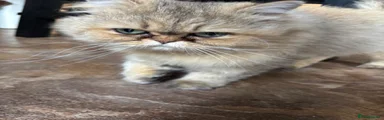 Persian tiggy 