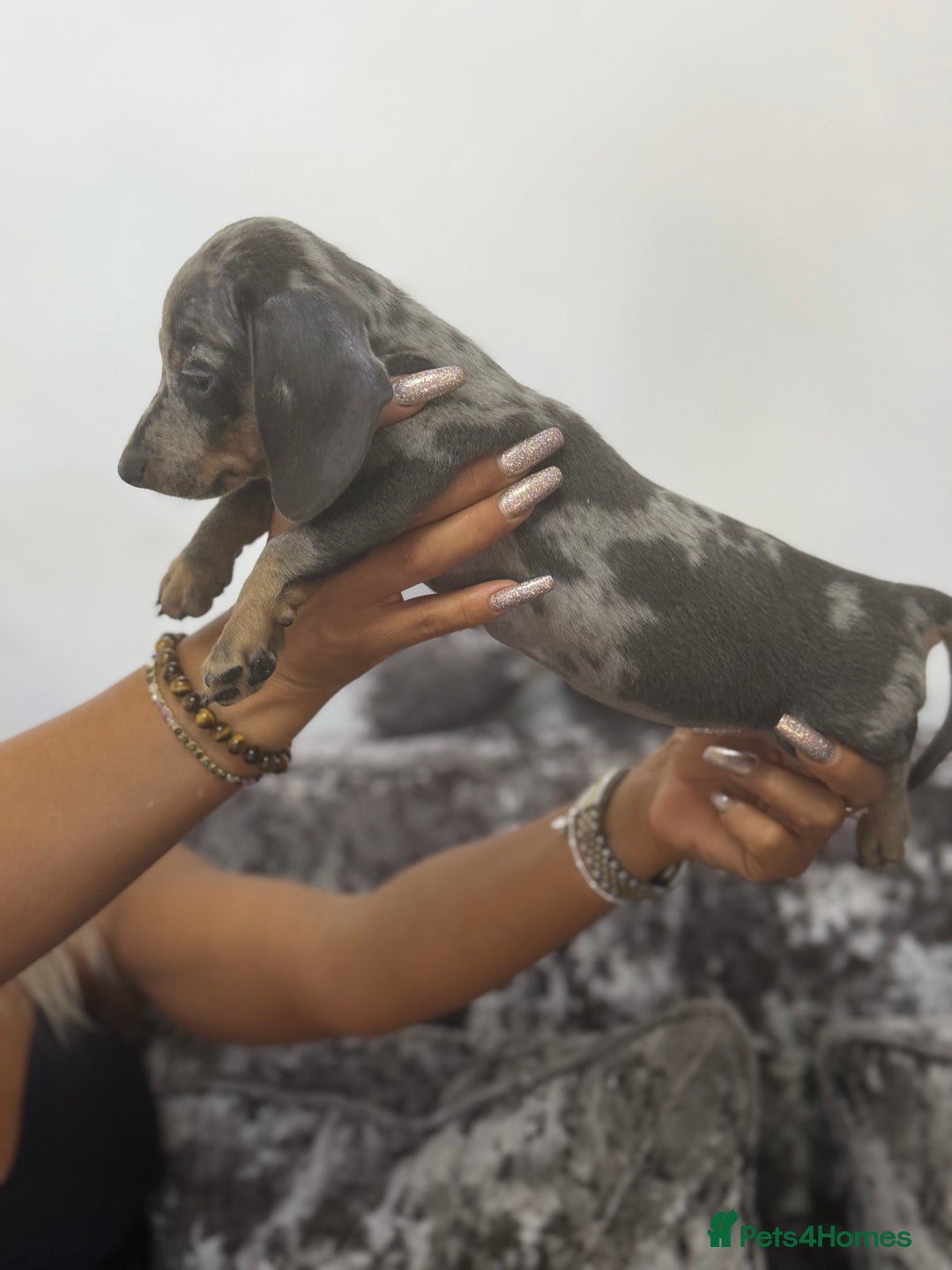 Miniature Dachshund dogs for sale: 7 stunning miniature dachshund puppies - Image 20