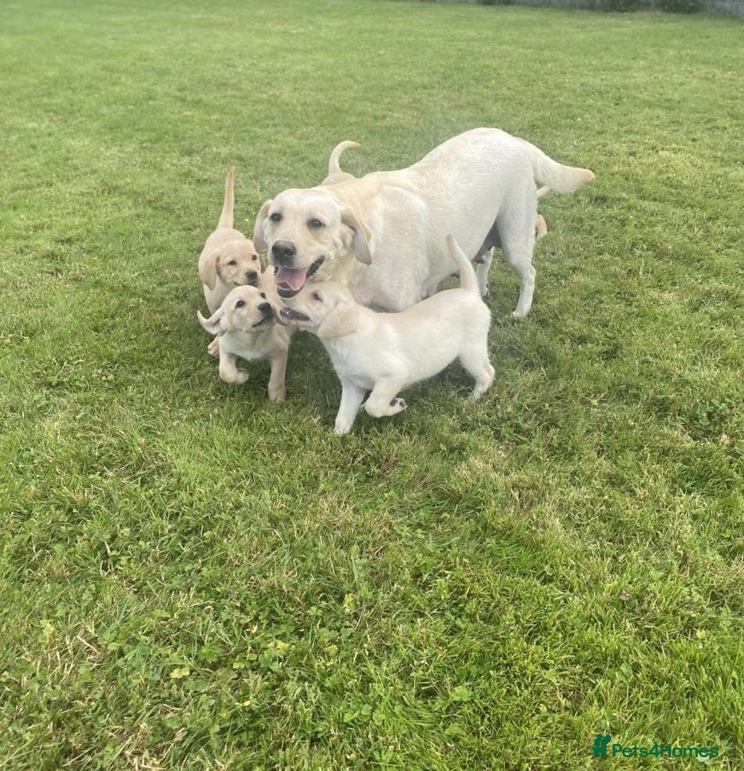 Labrador Retriever dogs for sale: Health checked labrador puppies - Image 5