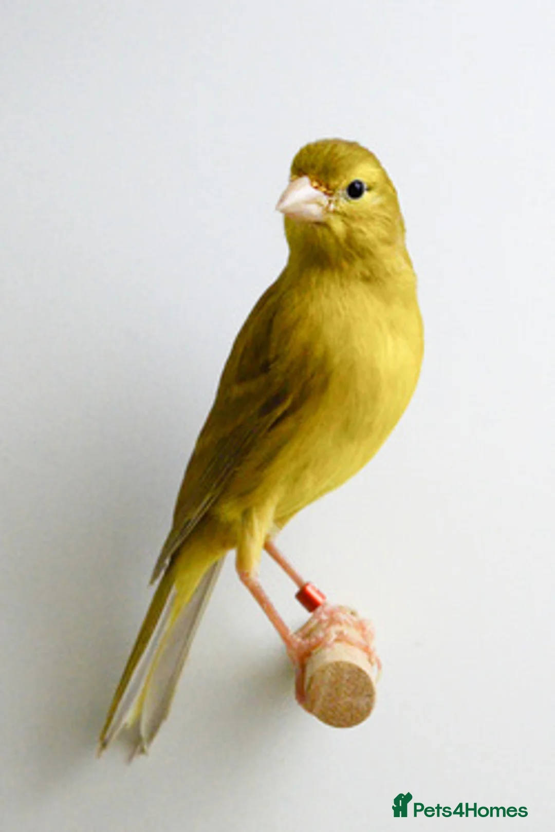 Canaries birds for sale: Wanted - Advert 1