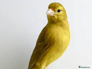 Canaries birds Wanted - Advert 8