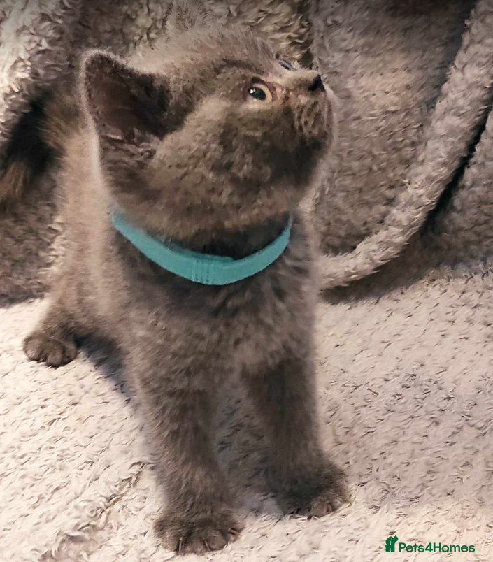 British Shorthair cats Last Gorgeous chunky British Shorthair Male. - Advert 2