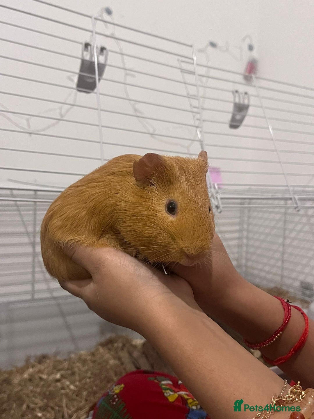 Guinea Pig rodents for sale: 2 friendly gorgeous male Guineas  - Image 4