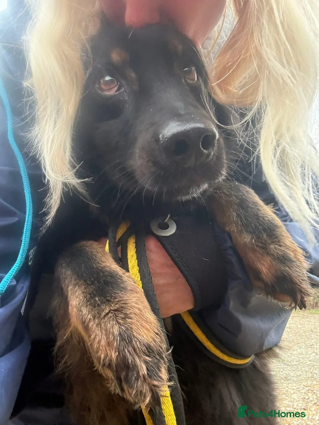 Mixed Breed dogs for adoption: Newton - Norwich Norfolk  - Advert 1