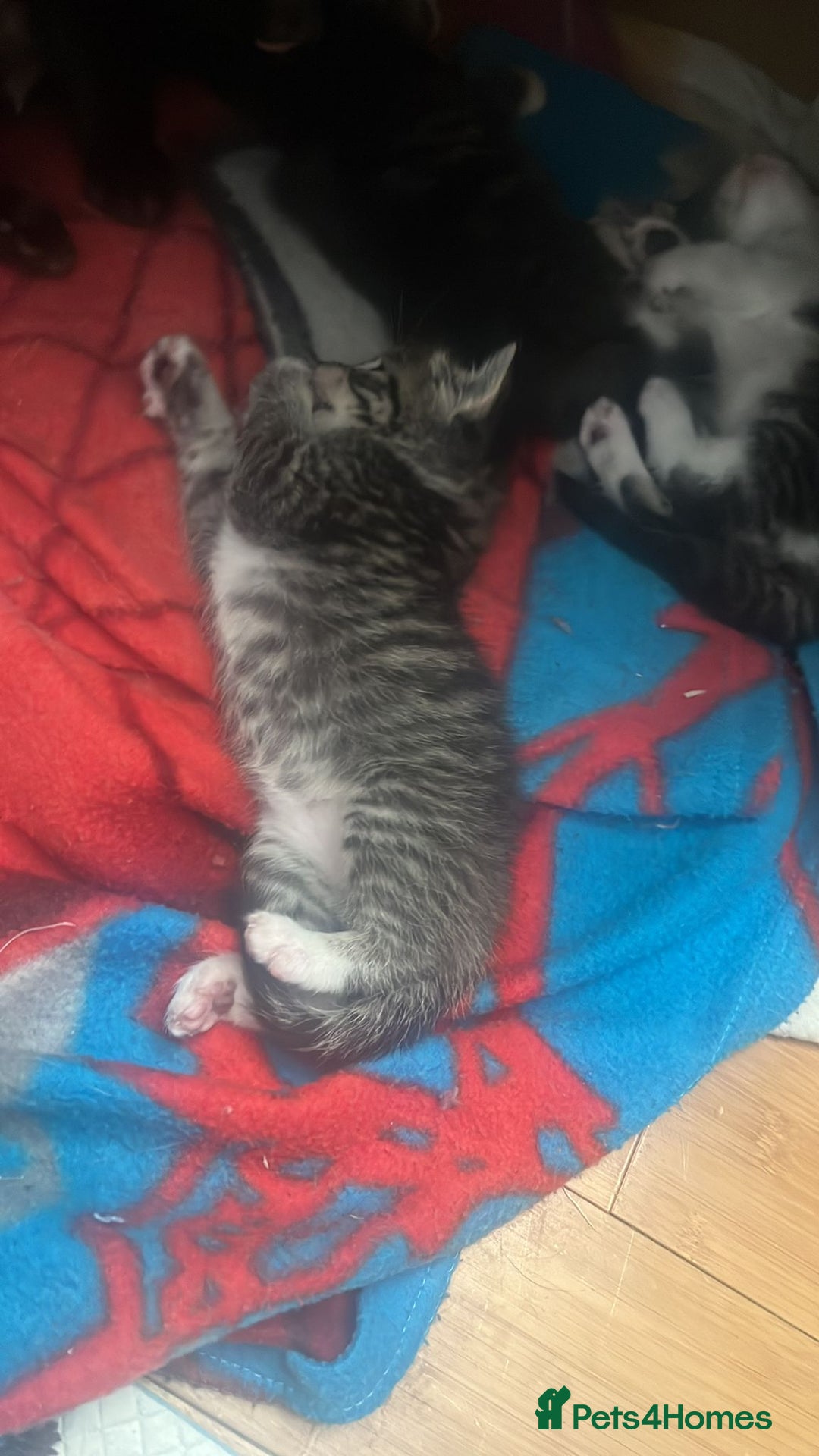 Domestic Shorthair cats for sale: 5 short/fluffy domestic kittens  - Image 8