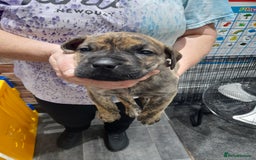 Presa Canario dogs for sale: Presa canario puppies - Image 7