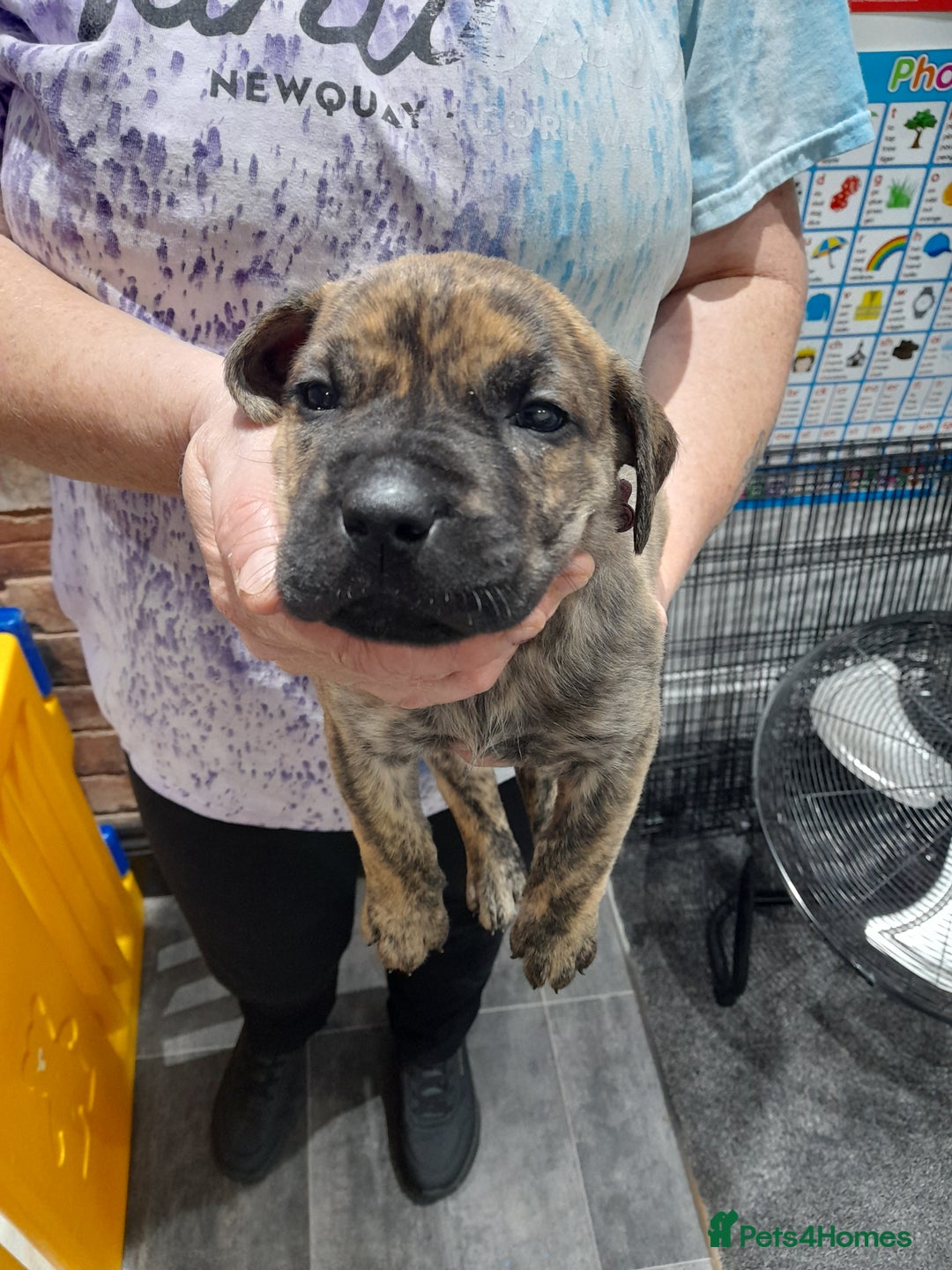 Presa Canario dogs for sale: Presa canario puppies - Image 7