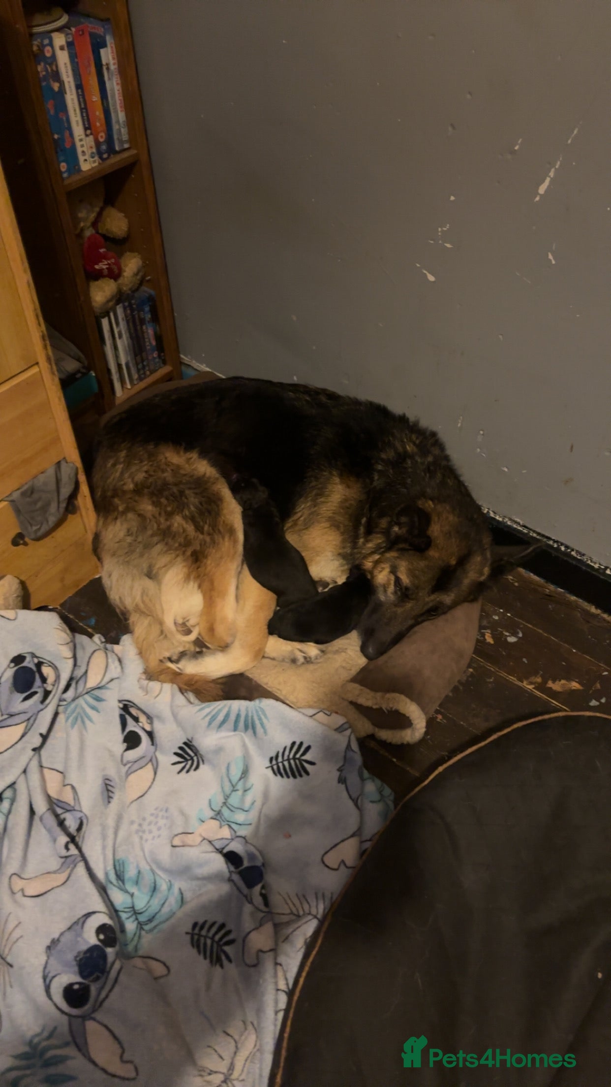 Shepsky dogs Shepsky - Advert 1