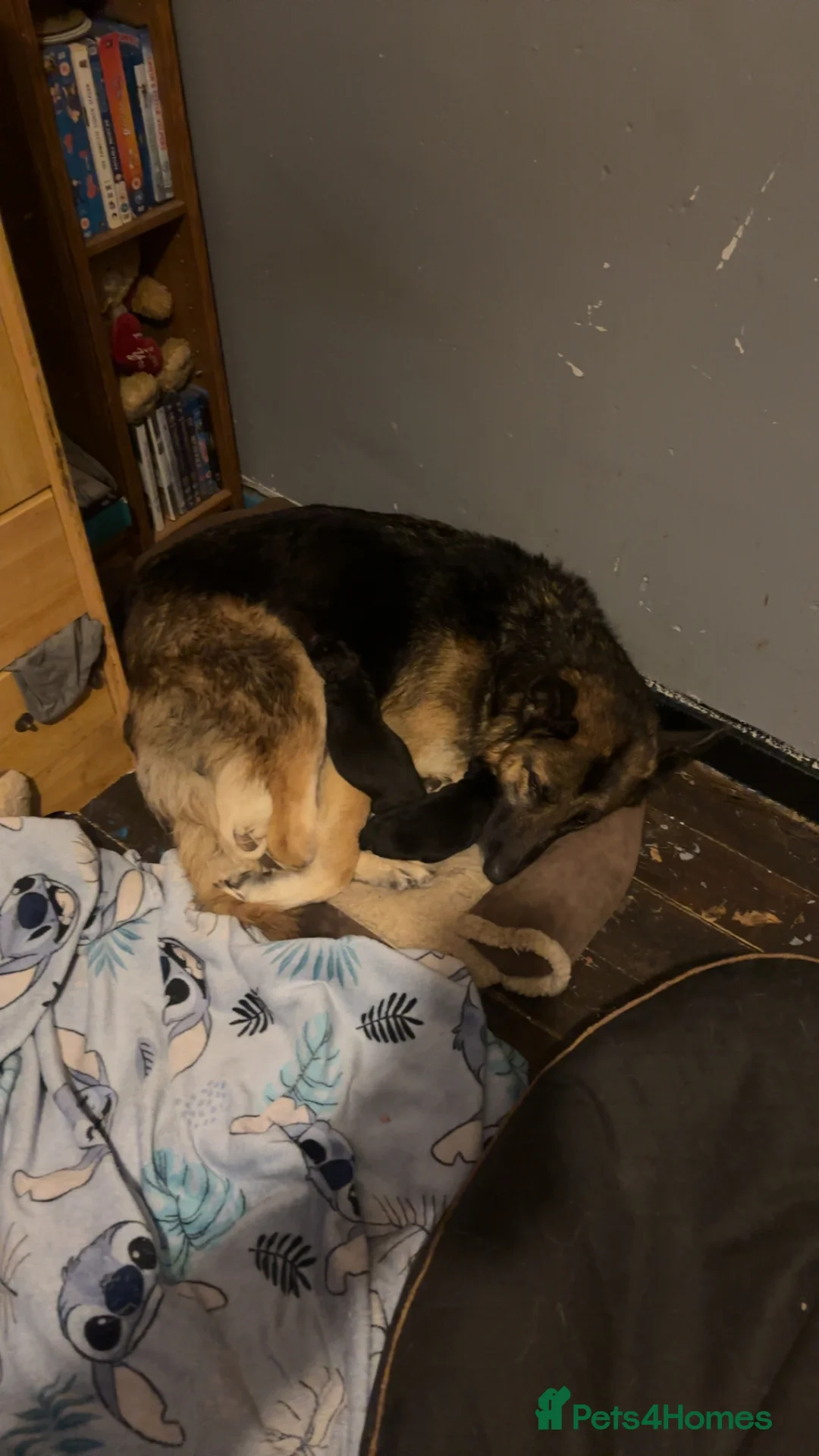 Shepsky dogs for sale: Shepsky - Advert 1