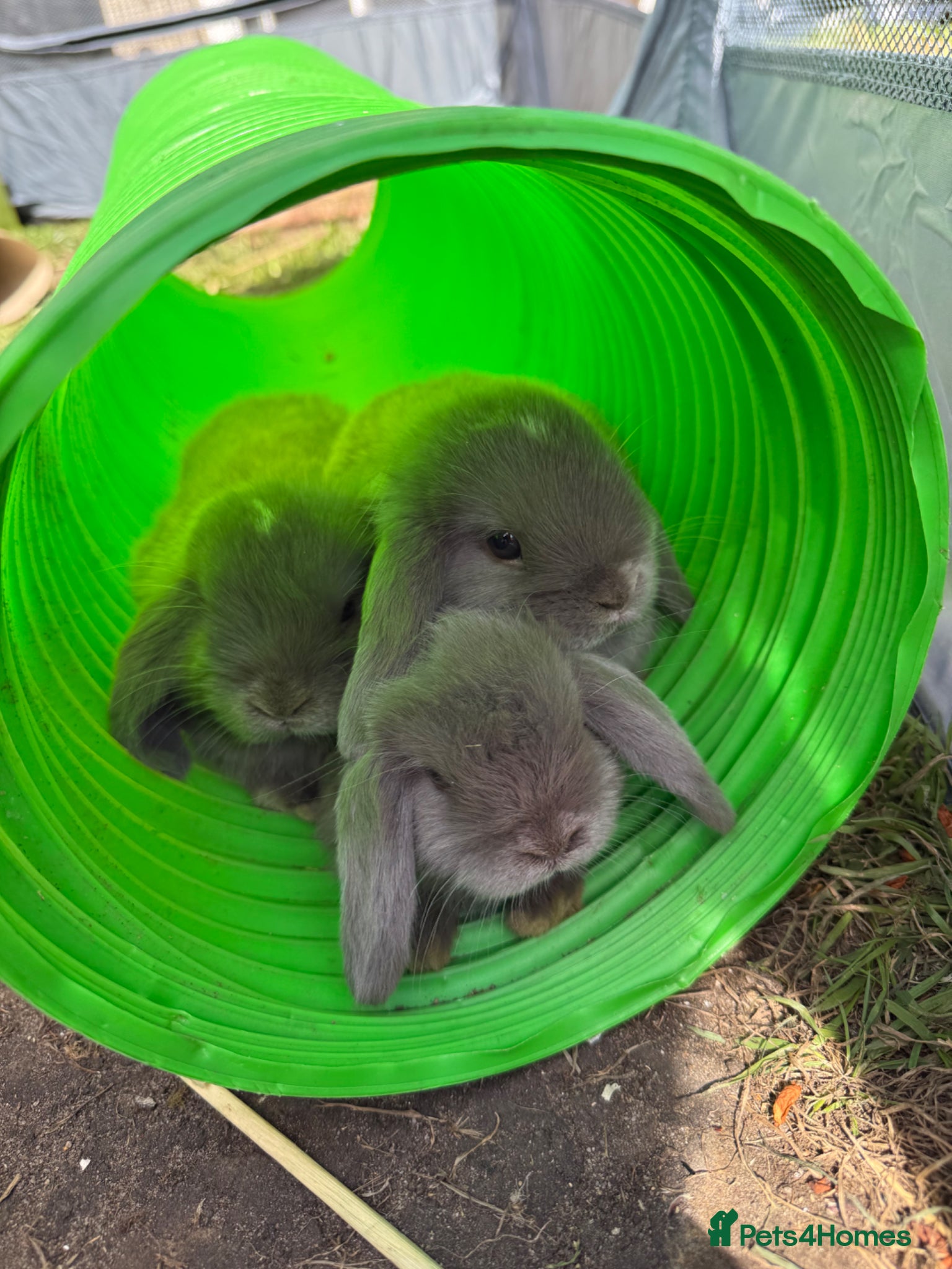 Mini Lop rabbits READY TO LEAVE 2 x pure mini lops - Advert 5