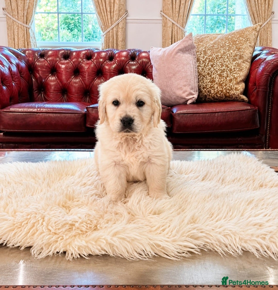 Golden Retriever dogs Newmiller Retrievers Upcoming Litter Announcement  - Advert 2