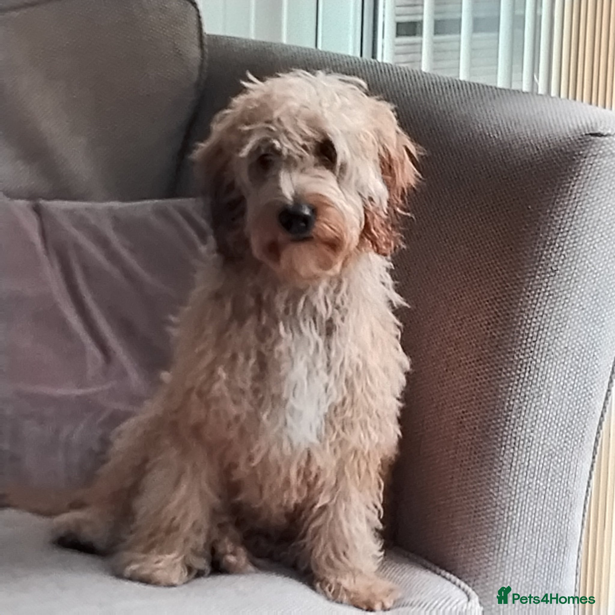Cockapoo dogs Long haired male cockapoo  - Advert 3