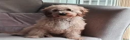 Cockapoo dogs for sale: Long haired male cockapoo  - Advert 1