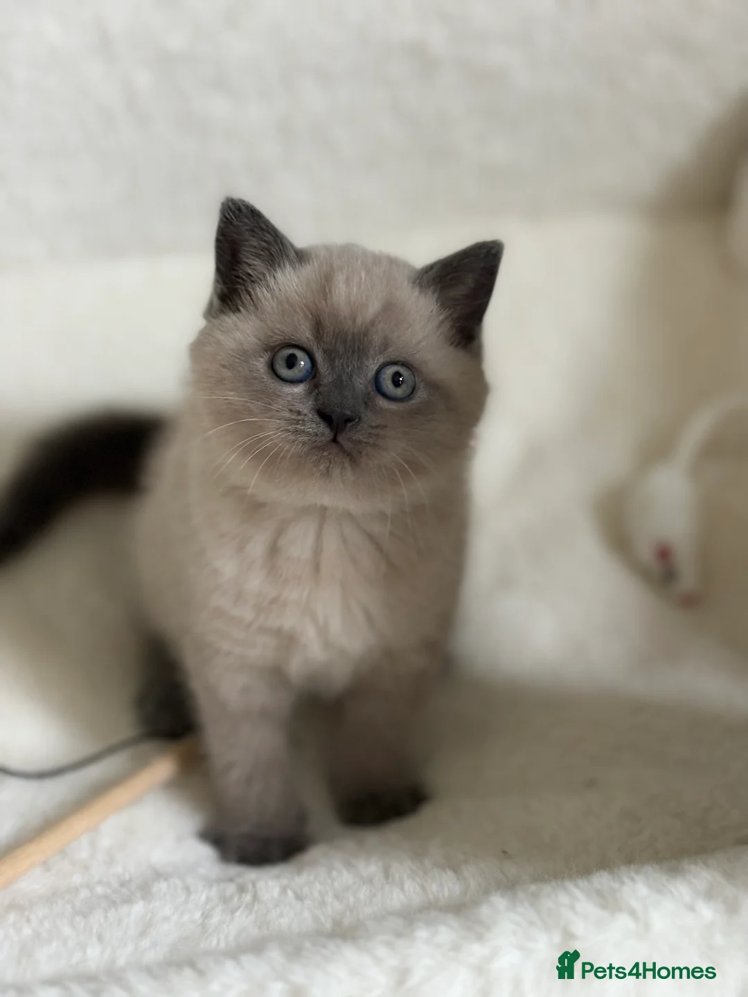 British Shorthair cats for sale: British shorthair Scottish fold kittens  - Advert 13
