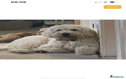 Goldendoodle dogs for sale: Multigenerational Puppies Waiting List - Advert 24