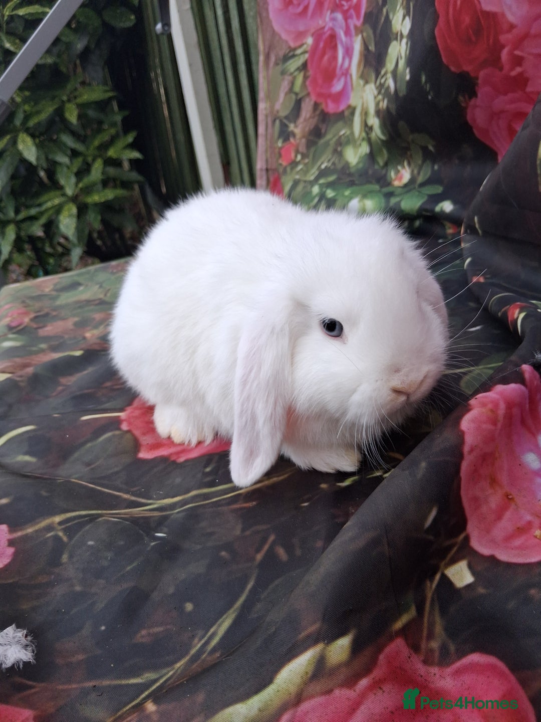Mini Lop rabbits for sale: Mini lop rabbits - Advert 2