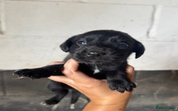 Springador dogs for sale: Beautiful springador puppies ready now - Image 7