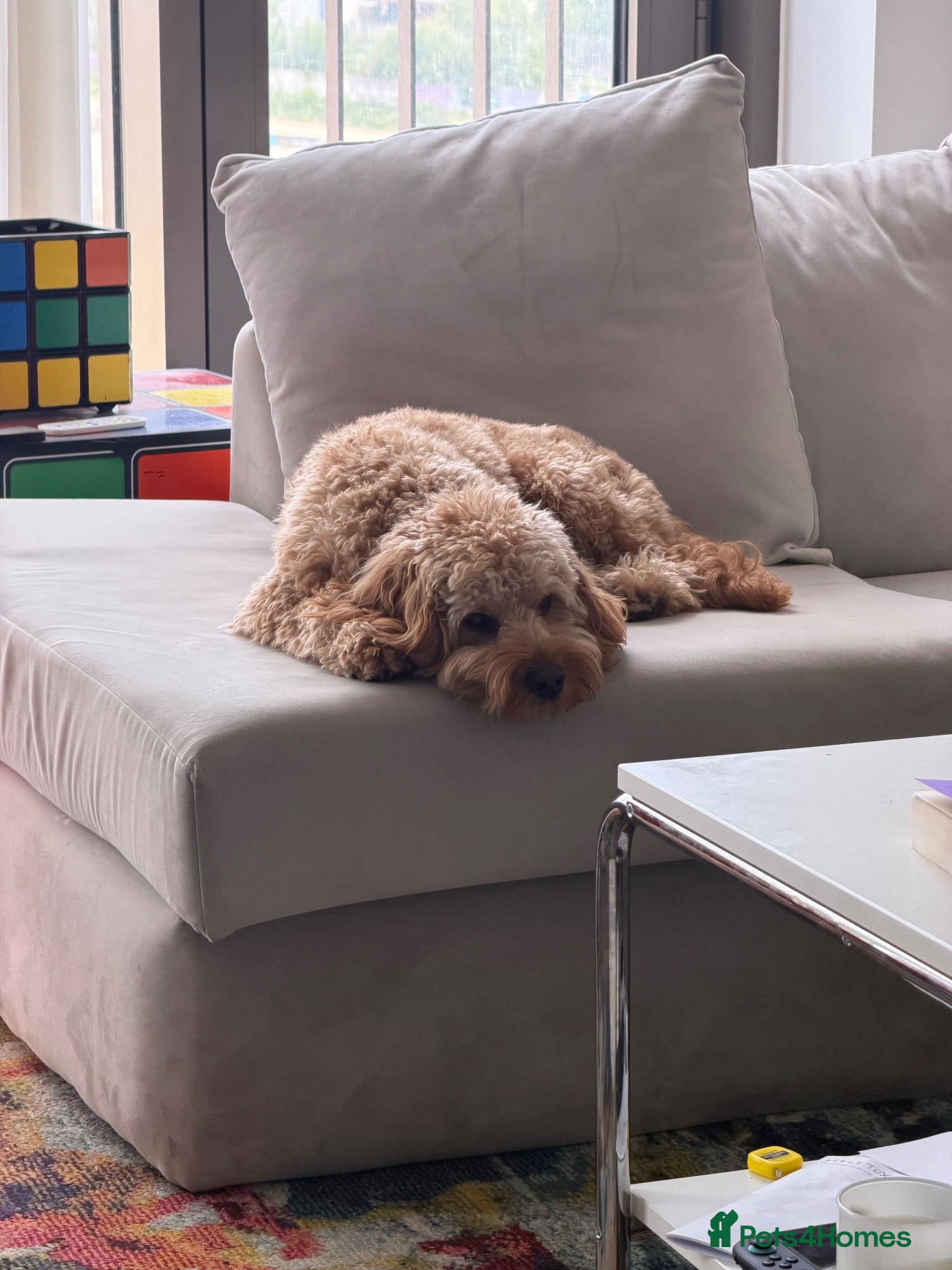 Cavapoo dogs Male Cavapoo for Sale  - Advert 2