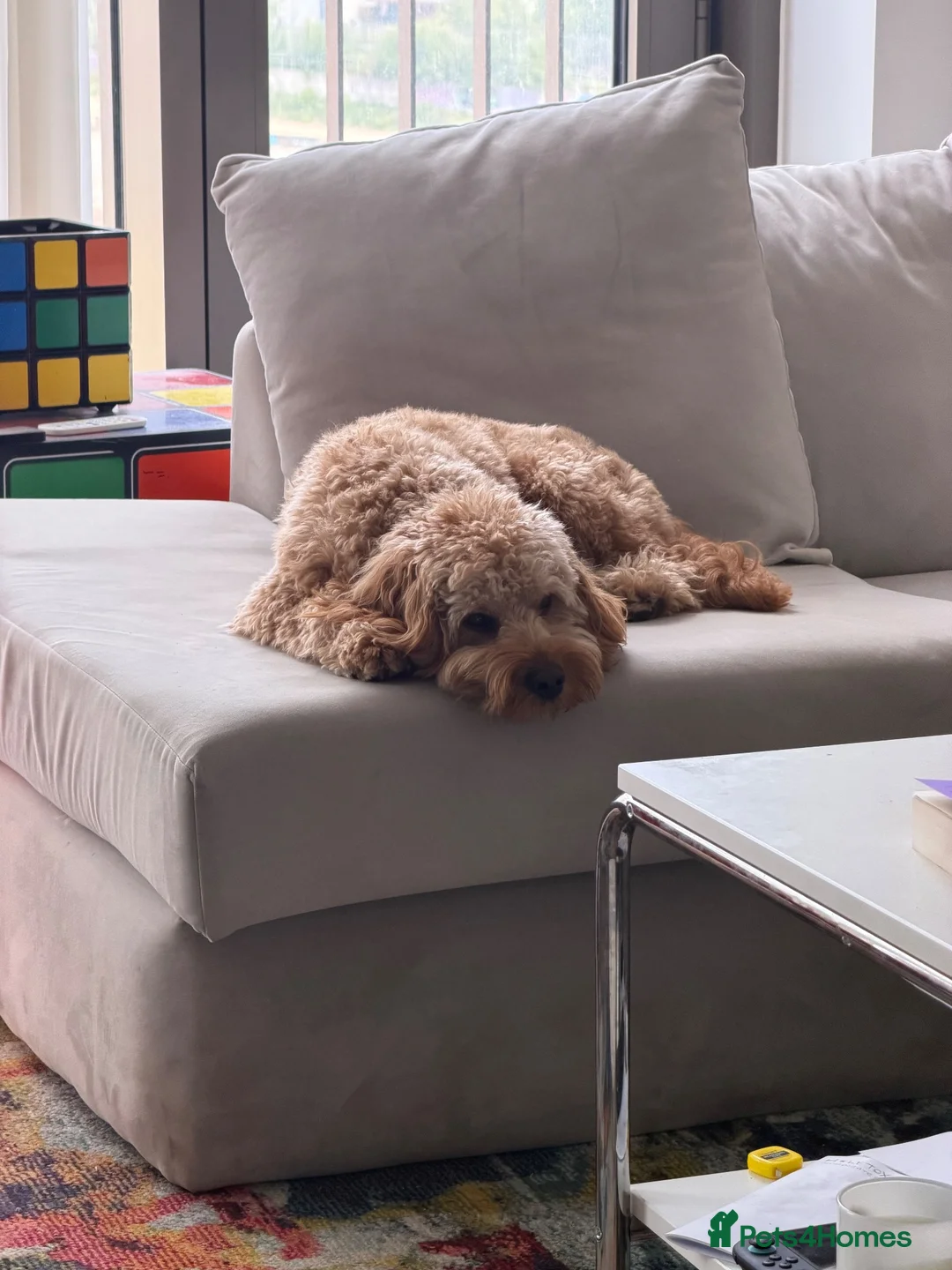 Cavapoo dogs for sale: Male Cavapoo for Sale  in Manchester - Advert 1