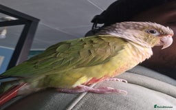 Conures birds for sale: Tame Male & Female Pineapple Conures - Image 8