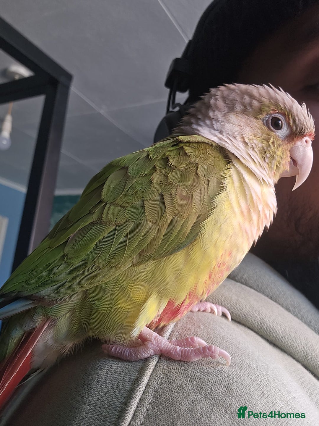 Conures birds for sale: Tame Male & Female Pineapple Conures - Image 8