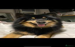 Pomsky dogs for stud: Stunning Black and Tan pomsky for stud  - Image 7