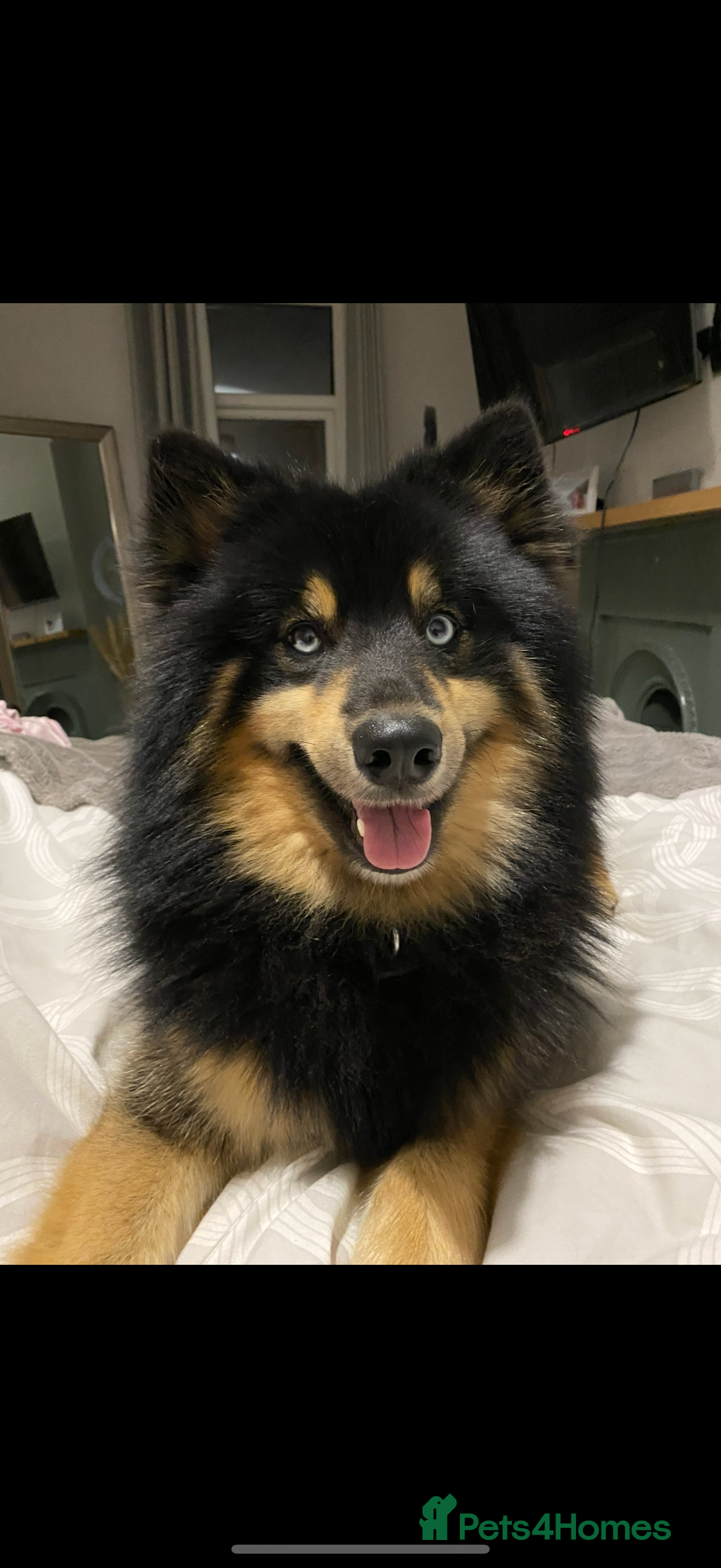 Pomsky dogs for stud: Stunning Black and Tan pomsky for stud  - Image 7