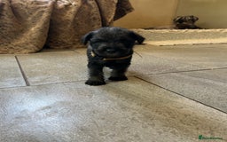 Schnauzer dogs for sale: Standard schnauzer pepper & salt KC reg vet check - Image 4