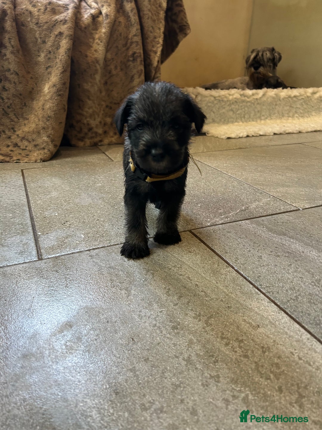 Schnauzer dogs for sale: Standard schnauzer pepper & salt KC reg vet check - Image 4