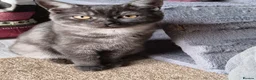 British Shorthair cats for sale: British Shorthair Kittens Ready To Go - Advert 3