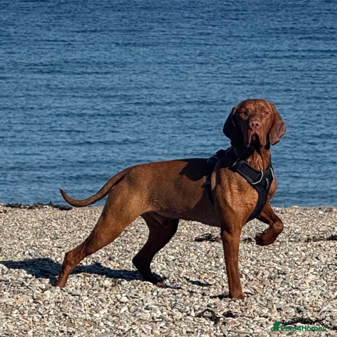 Hungarian Vizsla dogs for sale:   ⚜️Hungarian Vizsla puppies⚜️ - Image 21
