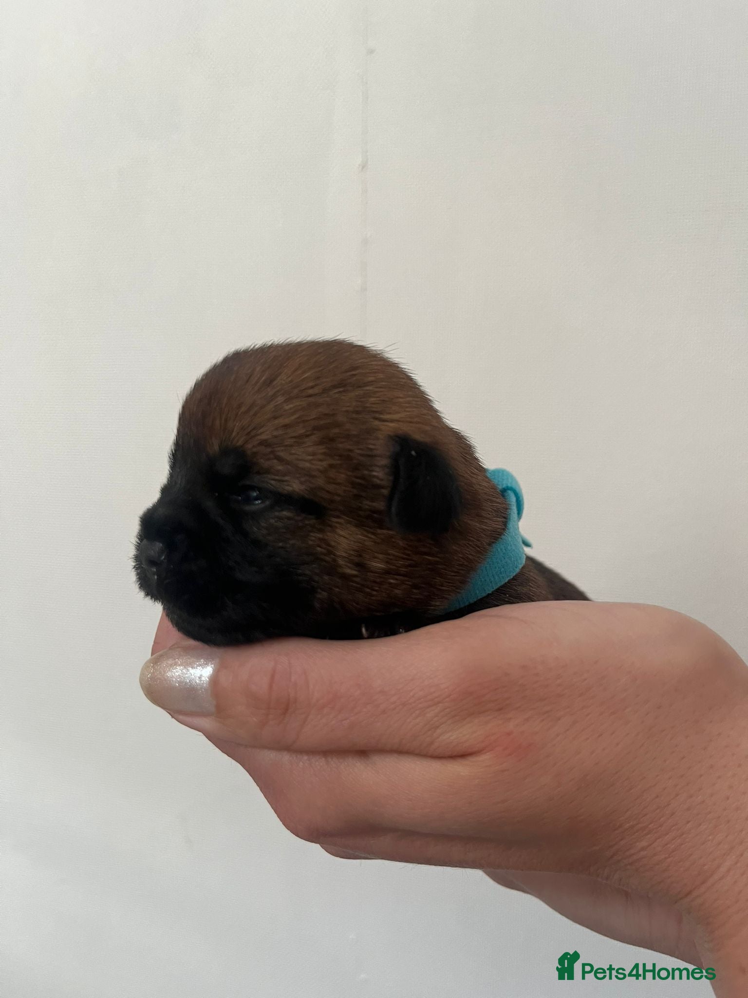 Border Terrier dogs for sale: Pedigree Border Terrier Puppies - Advert 23