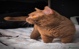 British Shorthair cats for stud: 💦CINNAMON BSH❣️GCCF & TICA active💙STUD 🩸Blood B - Image 13