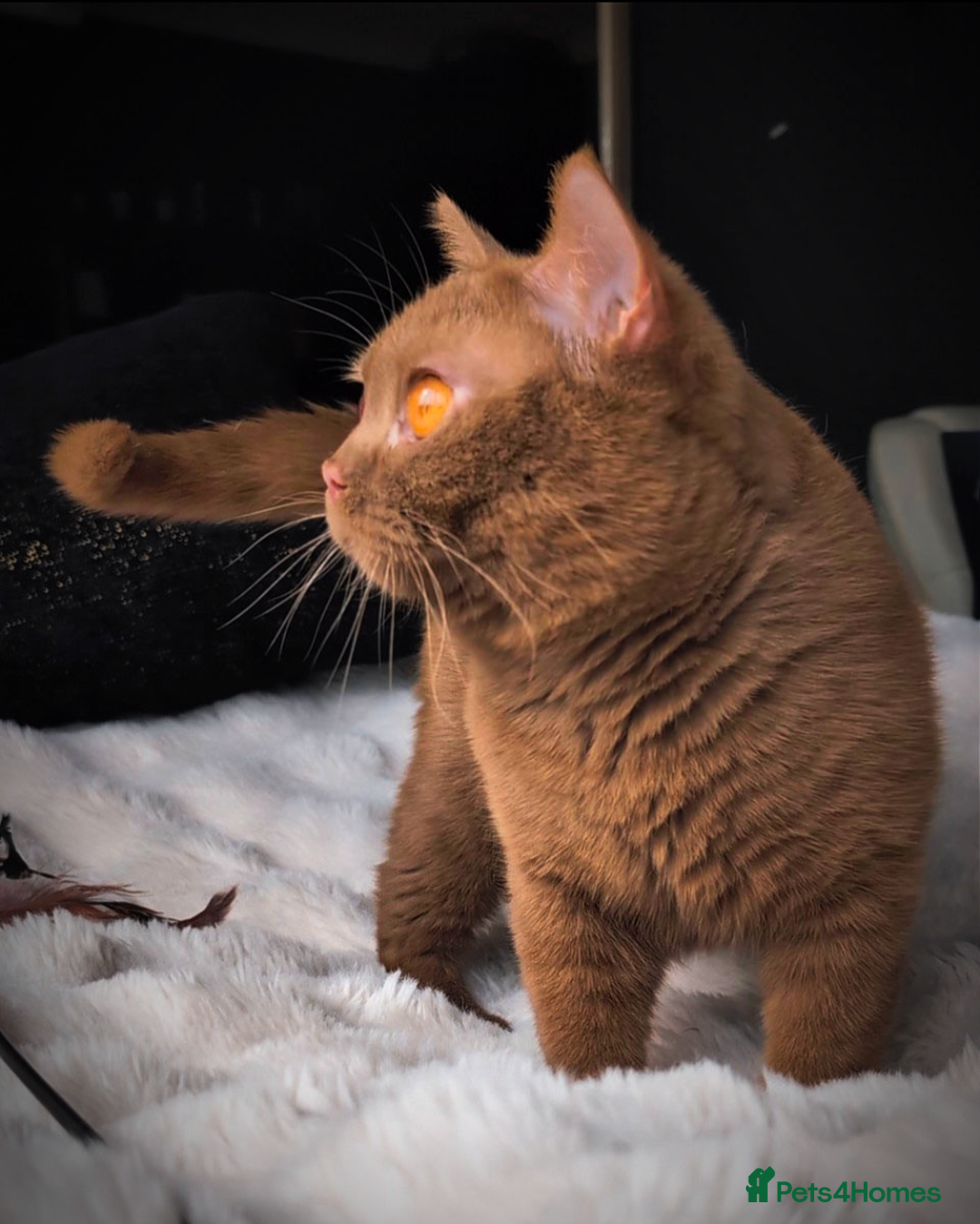 British Shorthair cats for stud: 💦CINNAMON BSH❣️GCCF & TICA active💙STUD 🩸Blood B - Image 13