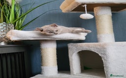 British Shorthair cats for sale: Beautiful Cream/Fawn Female TICA Reg (Active) - Image 5
