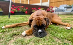Boxer dogs for sale: 1 year old boxer dog for sale - Image 4