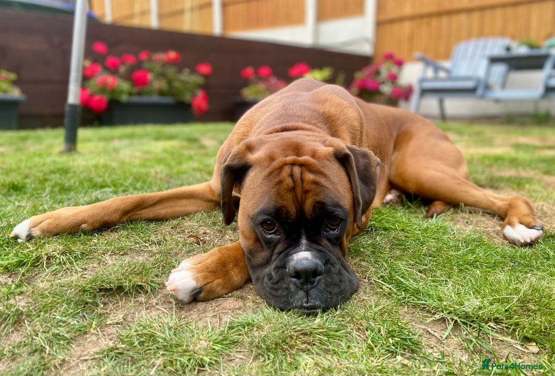 Boxer dogs for sale: 1 year old boxer dog for sale - Image 4