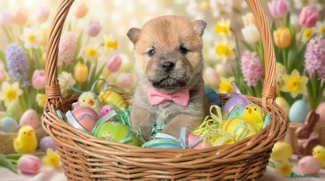 Chow Chow dogs for sale: Chow chow pups 1 red boy left  - Advert 2