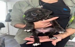 Mixed Breed dogs for sale: Cane corso X staff - Image 24