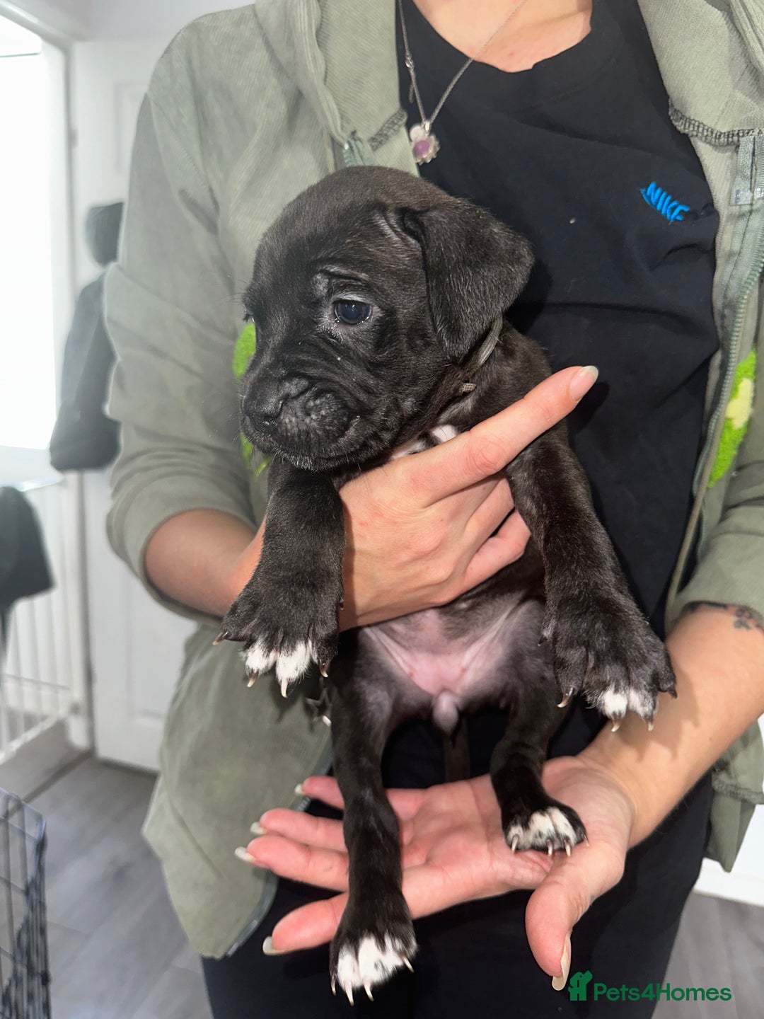 Mixed Breed dogs for sale: Cane corso X staff - Image 24