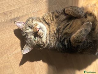 Domestic Shorthair cats 14 Year Old Ruby - Advert 2