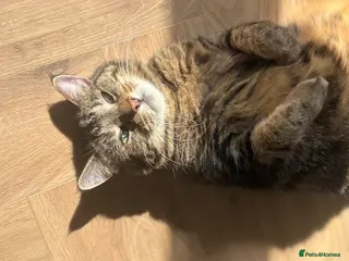 Domestic Shorthair cats 14 Year Old Ruby - Advert 2