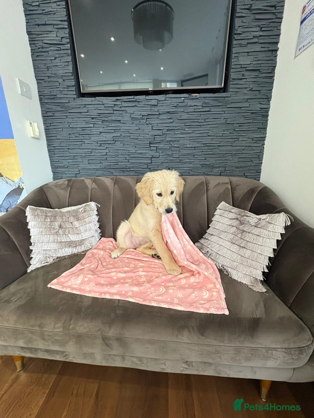 Golden Retriever dogs for sale: 19 weeks old puppy for sale - Advert 9