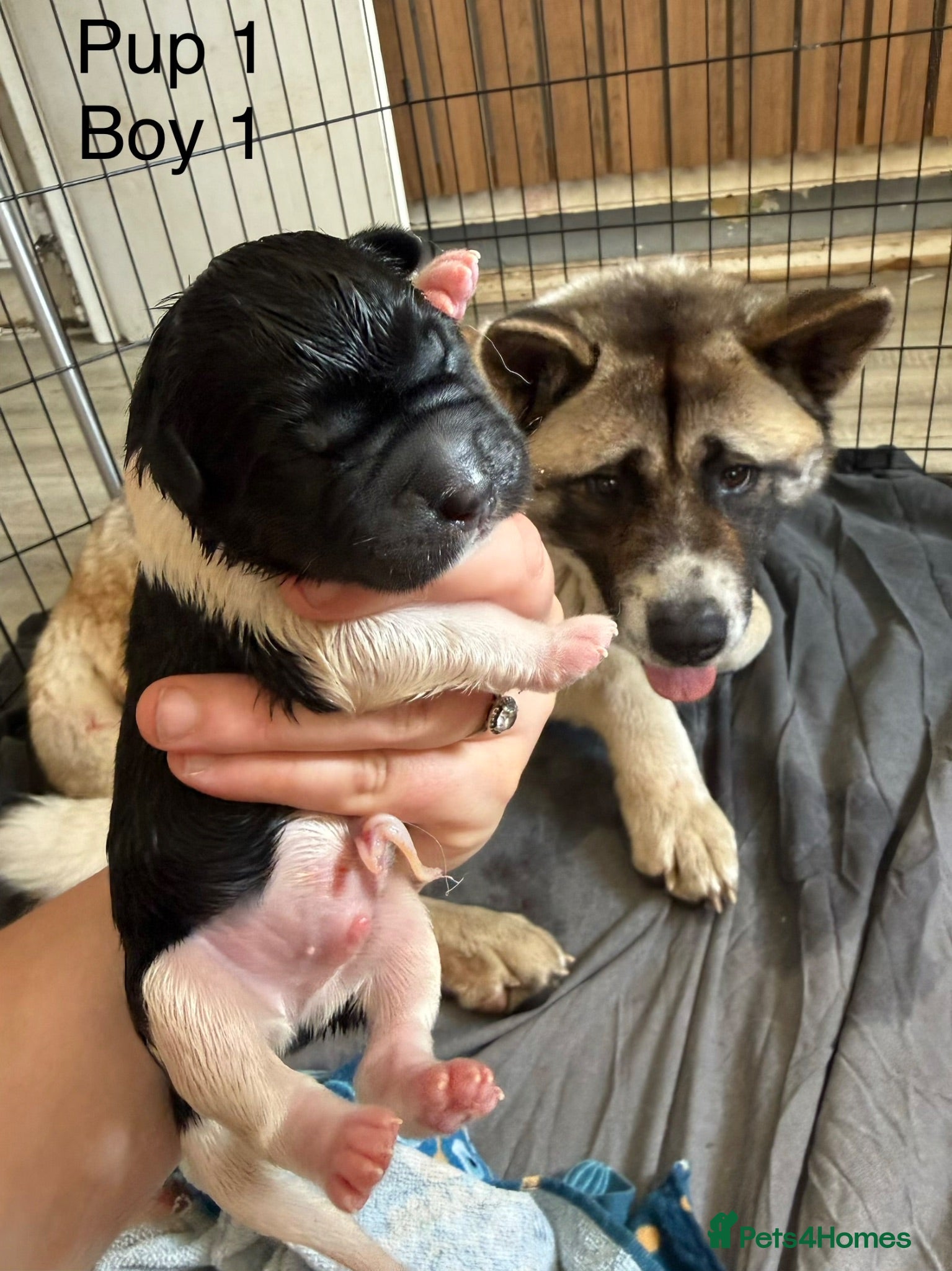 Akita dogs READY NOW  - Advert 3
