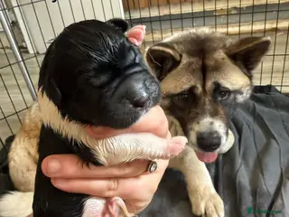 Akita dogs READY NOW - Advert 1
