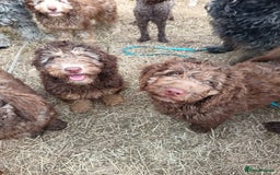 Labradoodle dogs for sale: 🌈The work has been done , choose your breeder 🌈 - Image 30