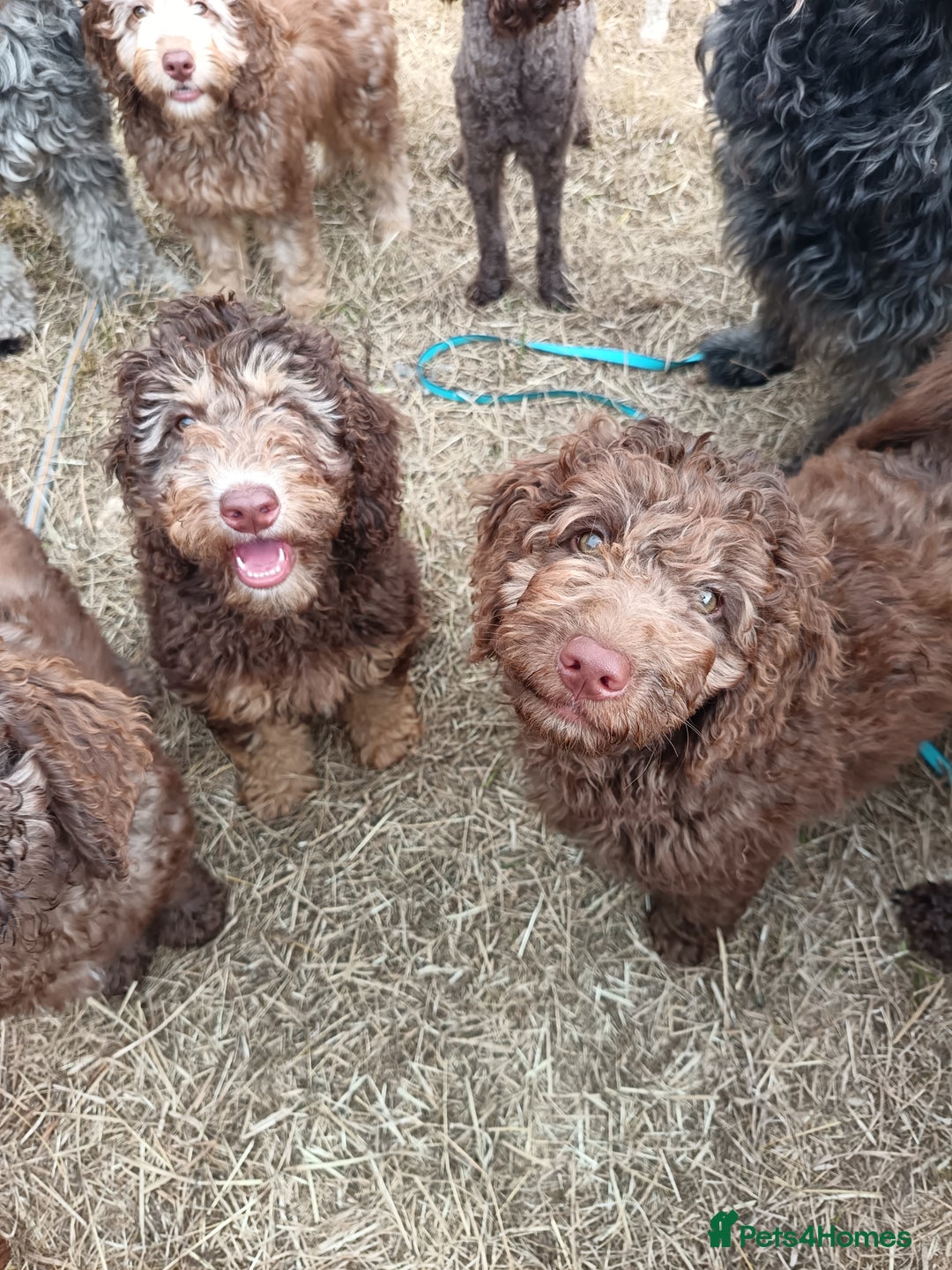 Labradoodle dogs for sale: 🌈The work has been done , choose your breeder 🌈 - Image 30