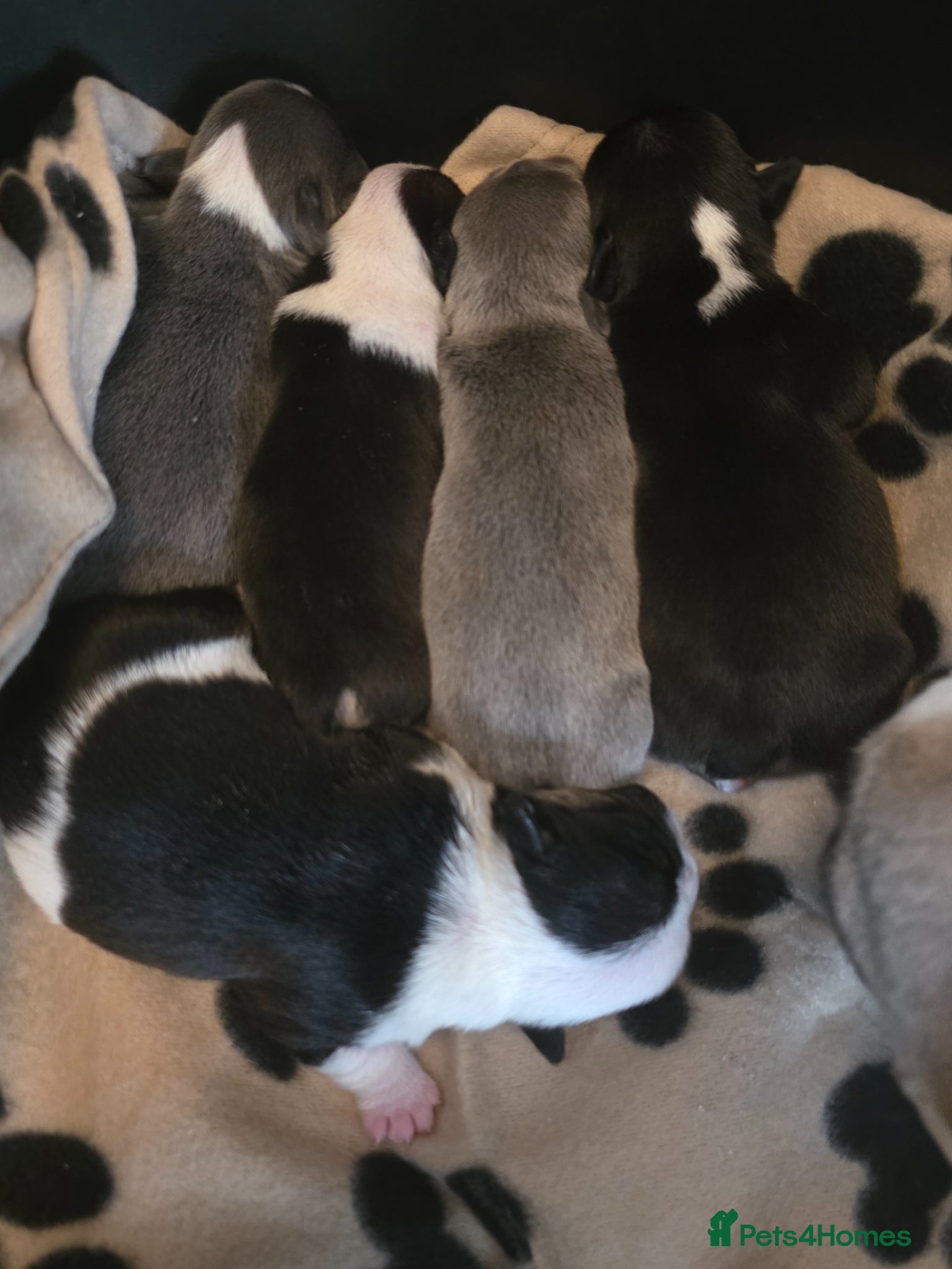 French Bulldog dogs French bulldog puppies - Advert 3